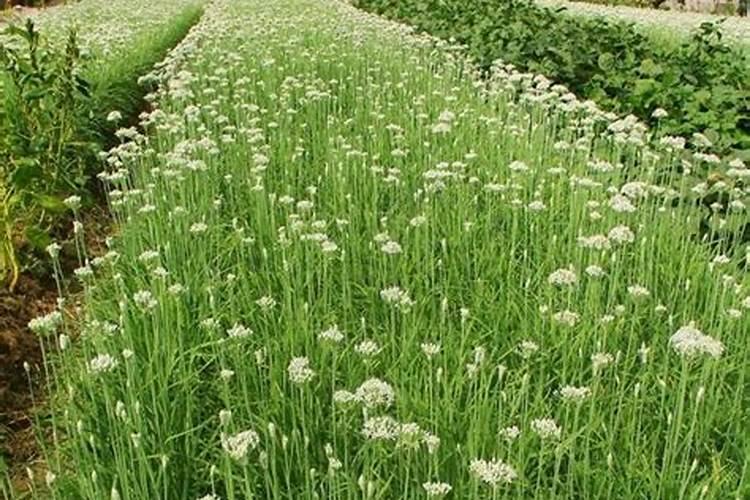 日光温室韭菜怎样进行肥水管理？