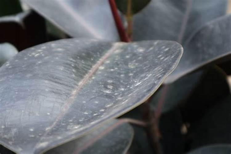 养橡皮树,需要掌握哪些方法,叶片黝黑油亮且长满侧芽变小树？