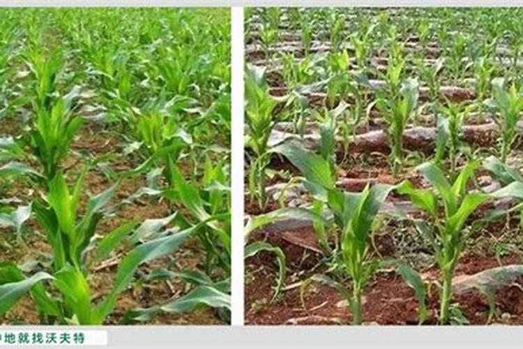 玉米冲肥的最佳时期