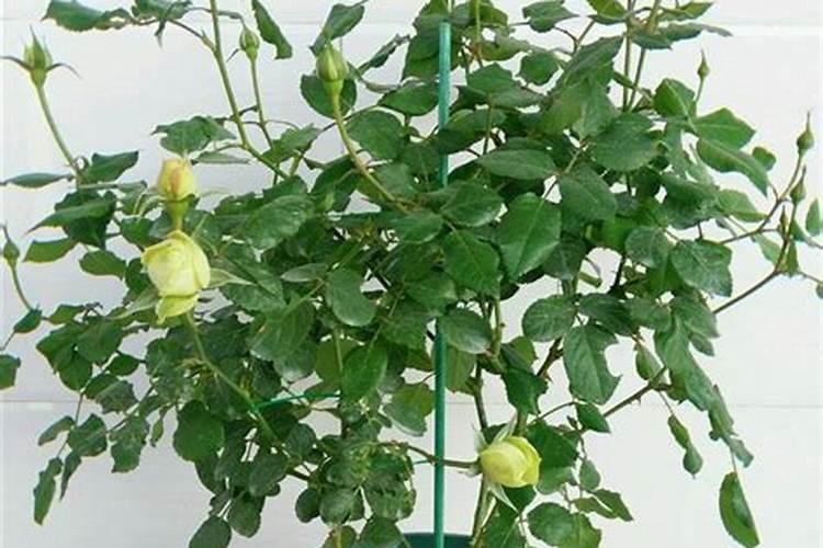 我的月季花的整个生长期该怎样施肥麻烦哪个大神告诉我一下？