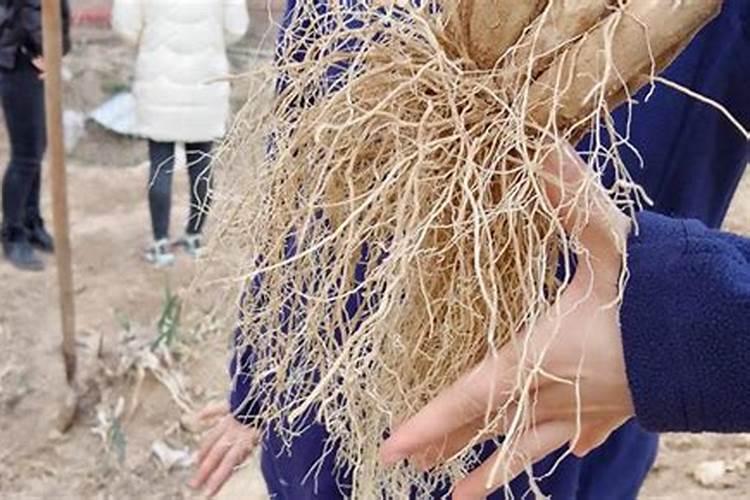 大葱怎样使用黄腐酸