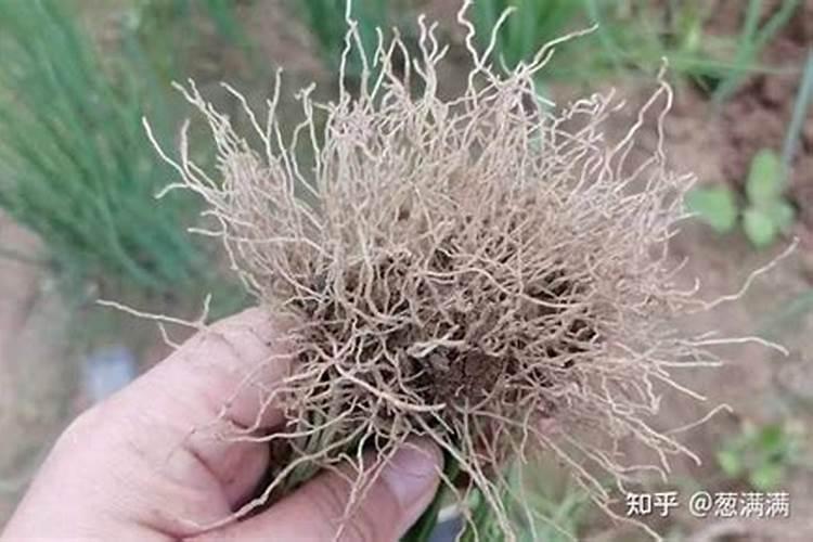 大葱增收高产怎么施肥？用什么肥效果好