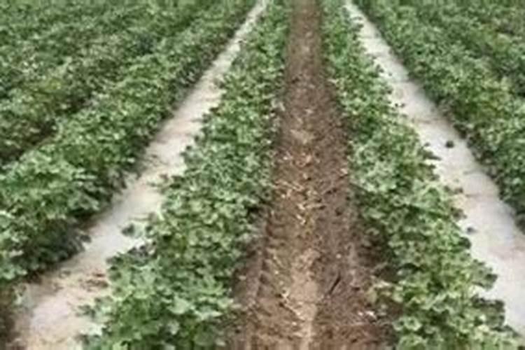 棉花开花期叶面喷酒杀虫吗？