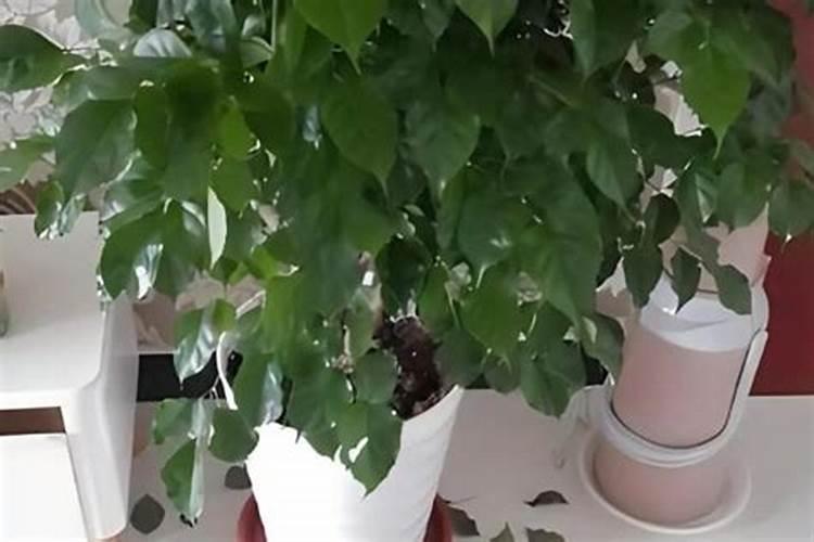 提根幸福树的养殖方法