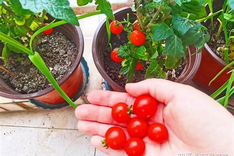 大棚种什么蔬菜好 温室大棚种菜技术及相关知识全解