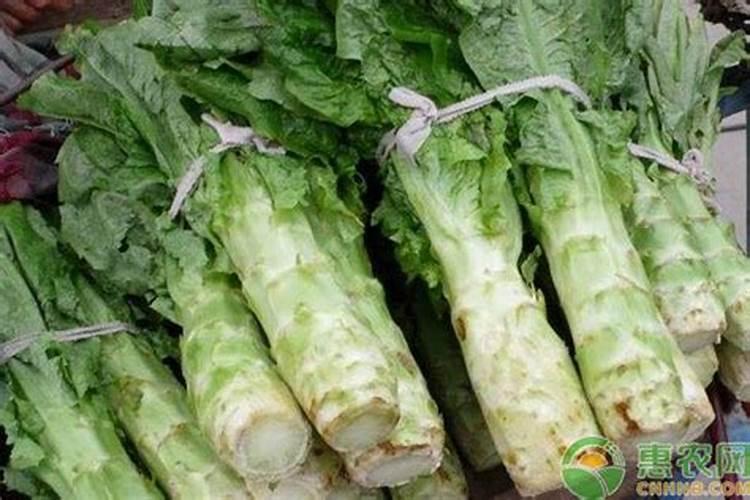 莴笋出现这种问题是什么原因