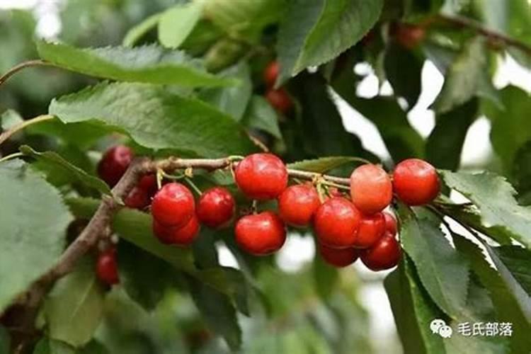 樱桃树钾肥过多会怎么样,应该怎样补救缓解？