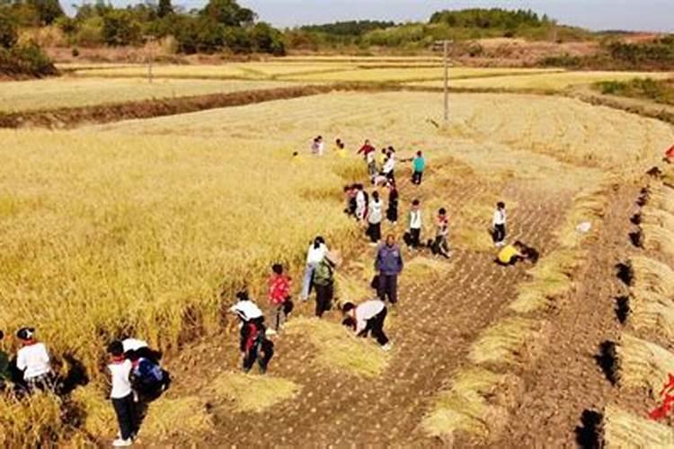 水稻什么时候用叶面肥