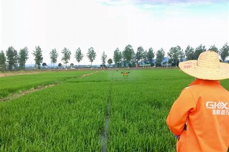 磷酸二氢钾叶面肥什么时候用