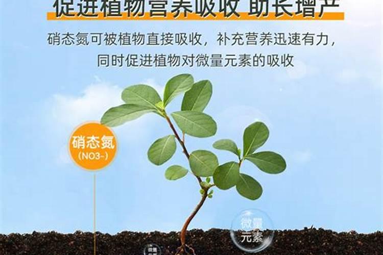 炒熟的黄豆可以做肥料吗 具体怎么操作能做肥料