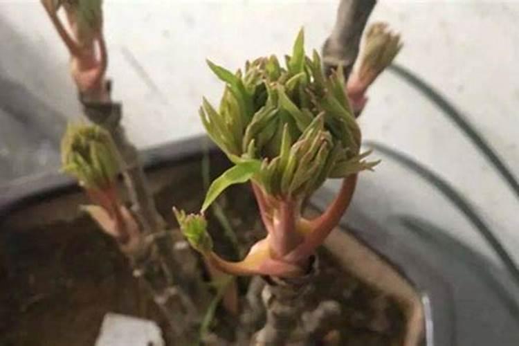 牡丹花怎么施肥