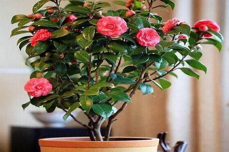 茶花如何施氮肥长得好