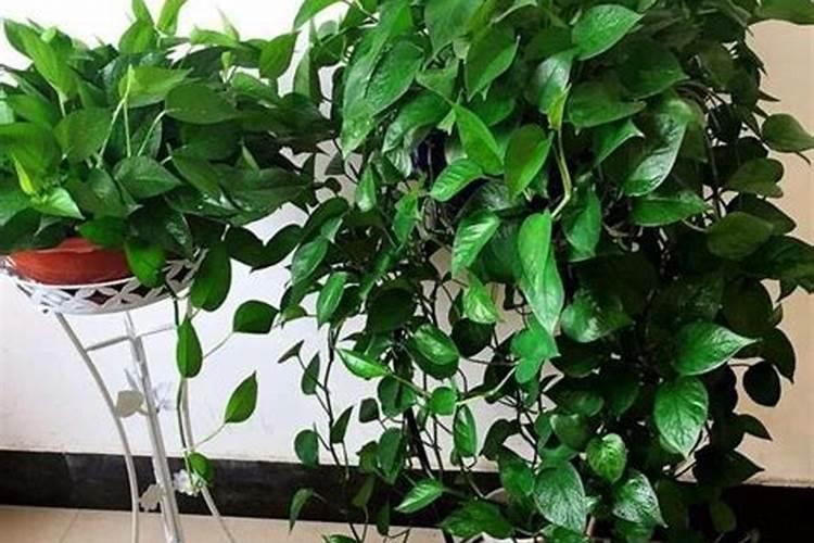 芹菜用什么肥料长得快