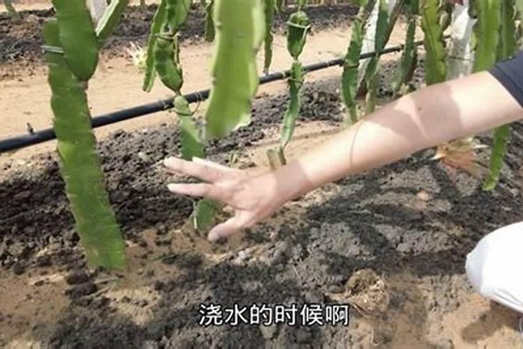 火龙果最佳施肥方法