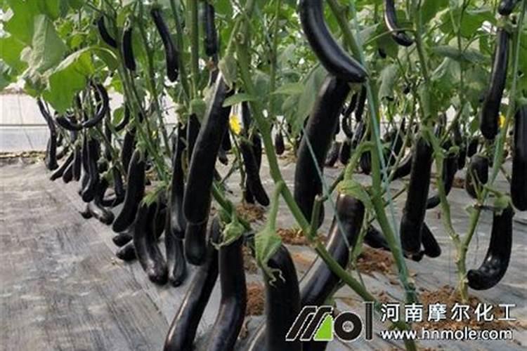 英国女王的继承人有哪些