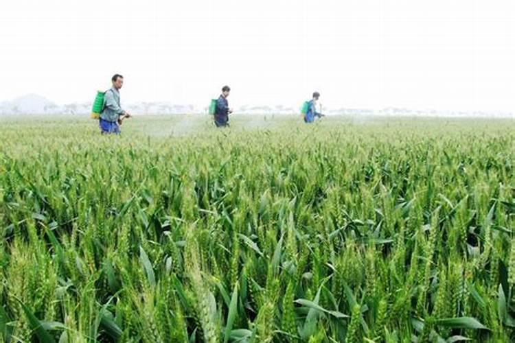 碧护叶面肥在小麦上的应用