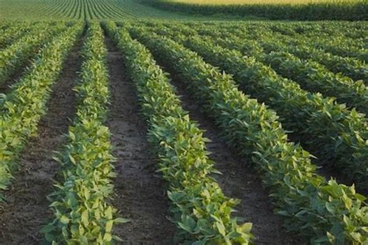 虱螨脲与精喹禾灵能混用吗