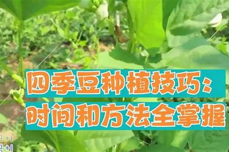 四季豆全年施肥时间及施肥方法