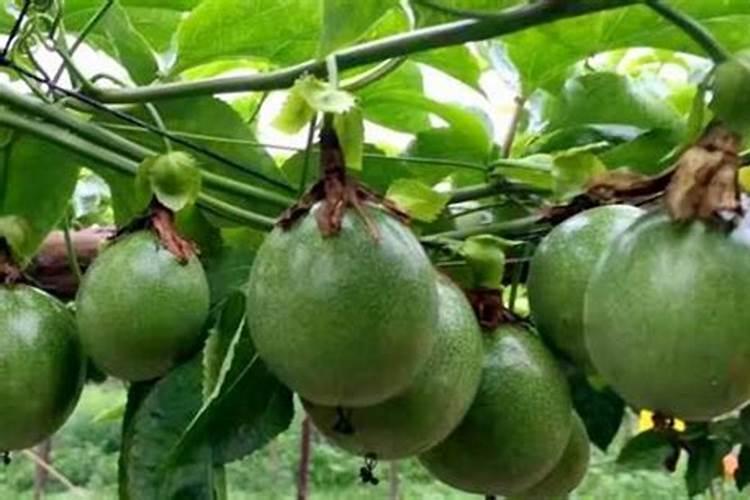 腐植酸肥料的作用和使用方法