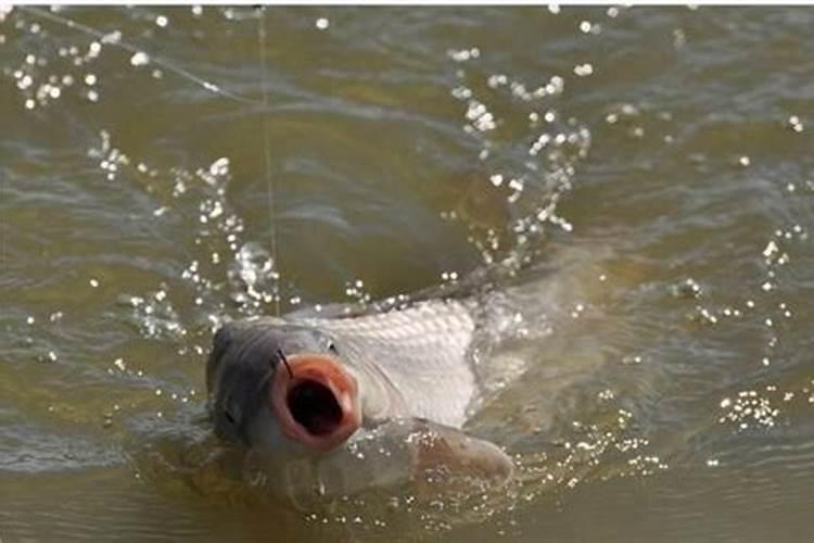 鱼塘下尿素多久鱼开口