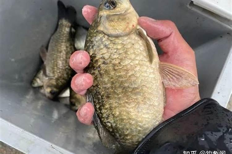 养鱼稻田如何施用氮肥