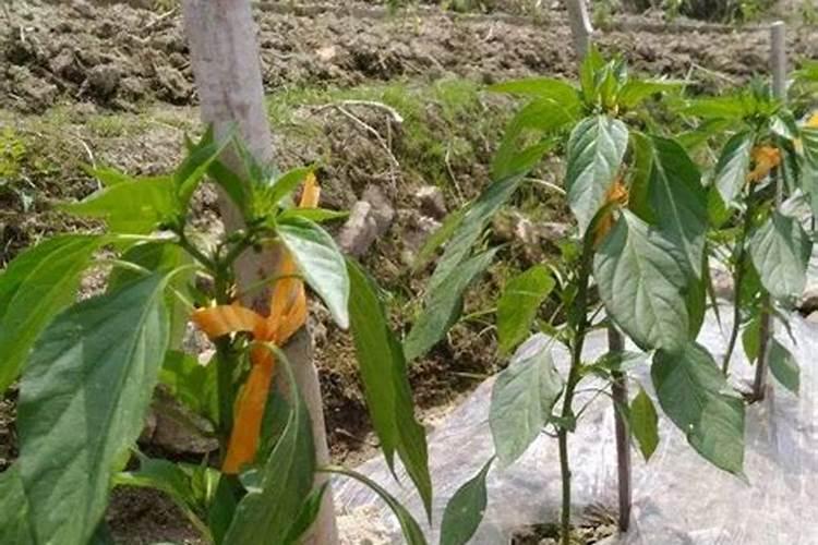 辣椒苗期发生叶面肥害有哪些表现？发生肥害后怎么办？