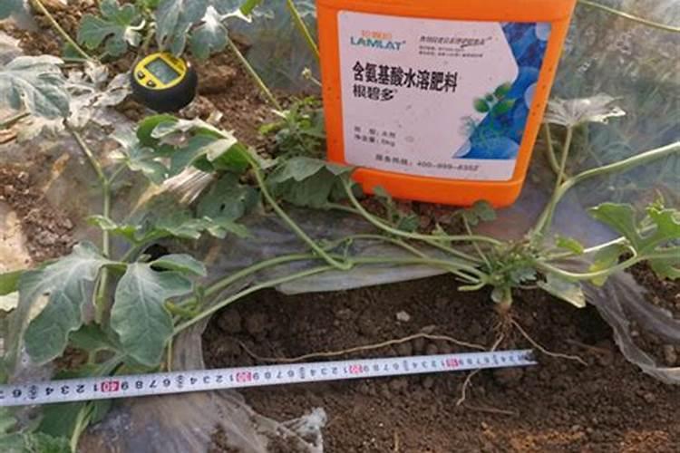 刚买的花换大盆了多久能施肥 新标题: 花的换盆和施肥周期是多久？