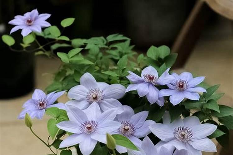 铁线莲花浇什么肥料合适