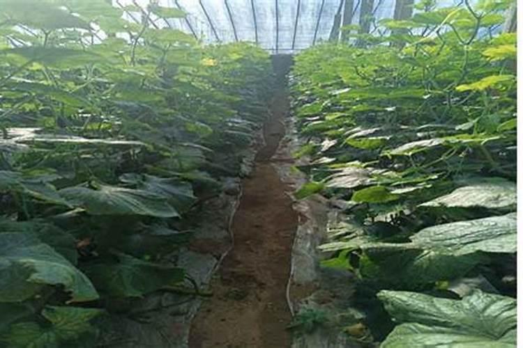 寿光有个威力马水溶肥,看不少种植户都在用,效果到底怎么样？价格这么高...