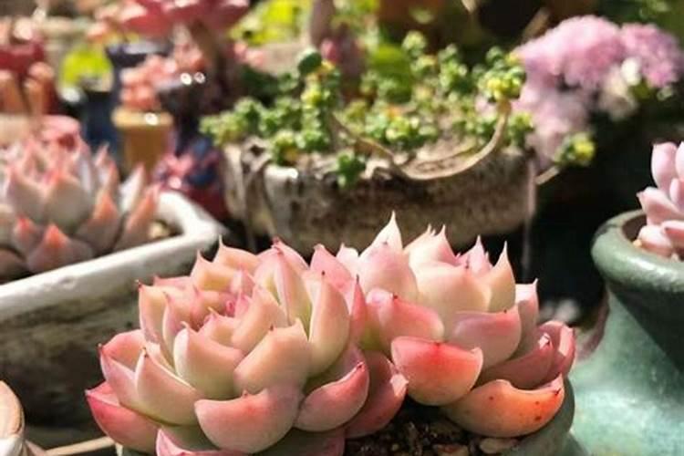 菊花浇水需要在花上喷水吗