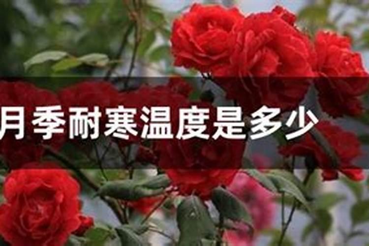 月季冬天怎么施肥