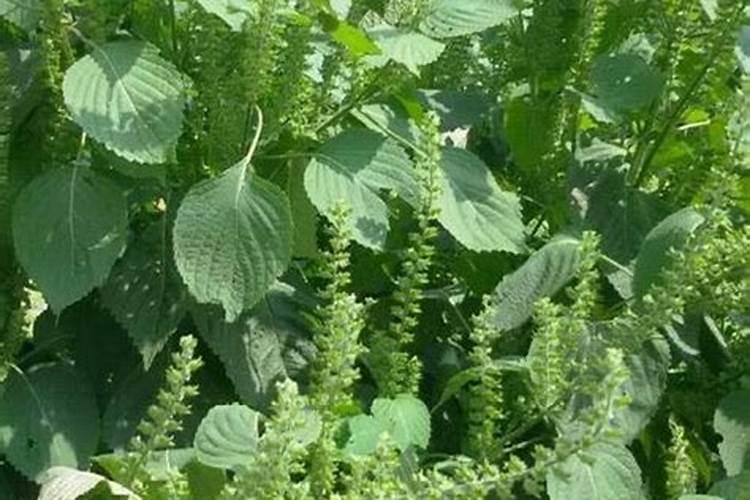 蔬菜叶面肥木醋液好用吗