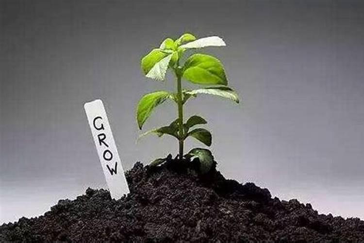 春天施有机肥注意哪些