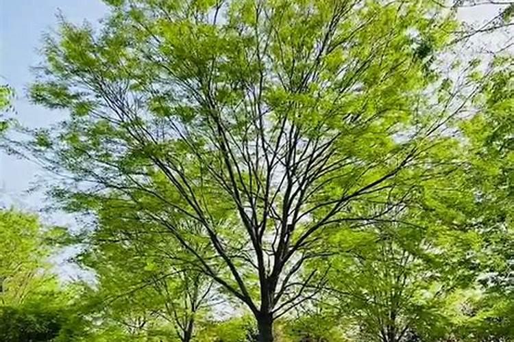 榉树盆栽管理方法 榉树盆栽如何管理