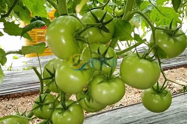 新移栽的树怎么浇水三个原则是什么