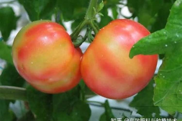 膨果期不能犯的五个禁忌分别是什么,有什么危害？