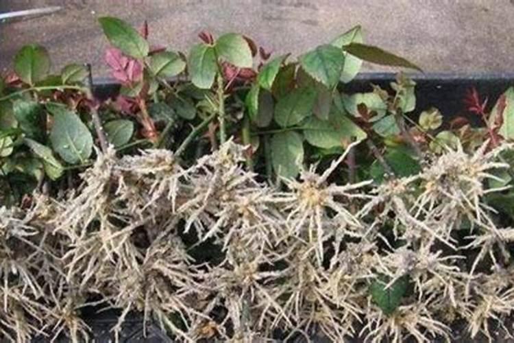 月季花用什么肥料最佳