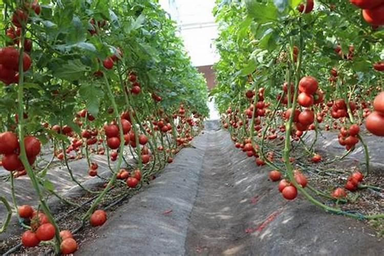 钾肥对植物的作用