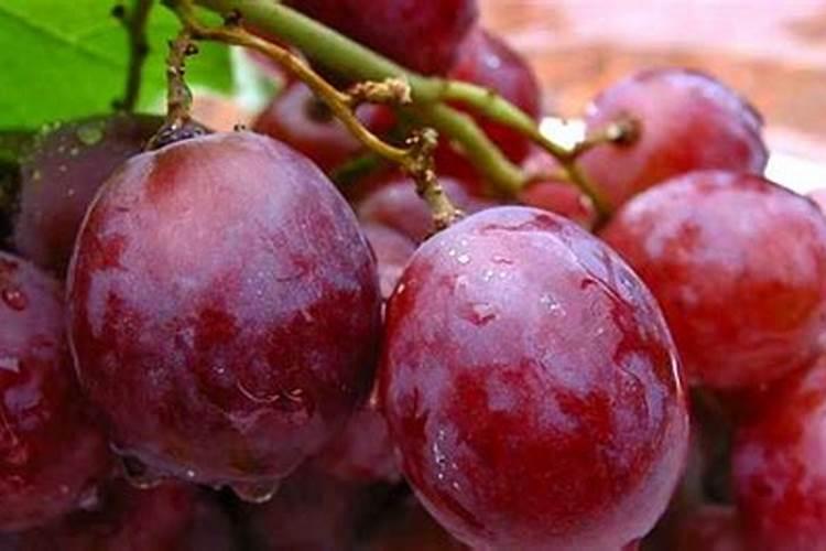 葡萄发酵可以浇什么花？