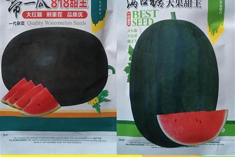 西瓜怎么种植(西瓜栽培新技术及管理)