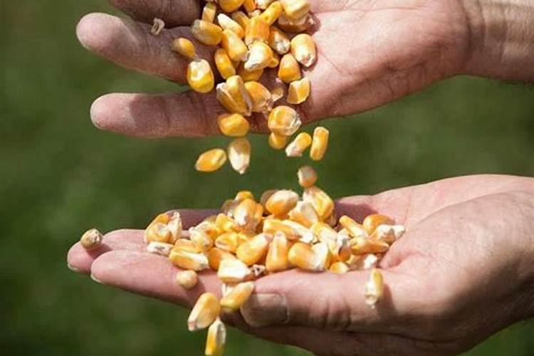 请问梨树叶子上黑色斑点是怎么回事？