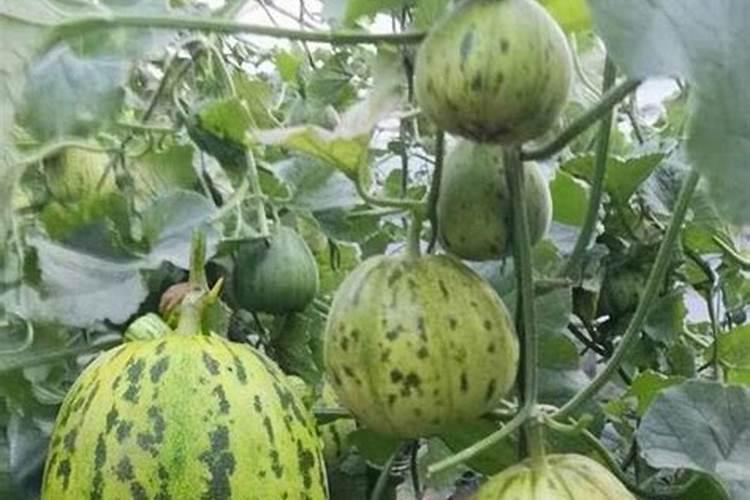 想要让香瓜种的又大又甜,种植的时候要注意什么？