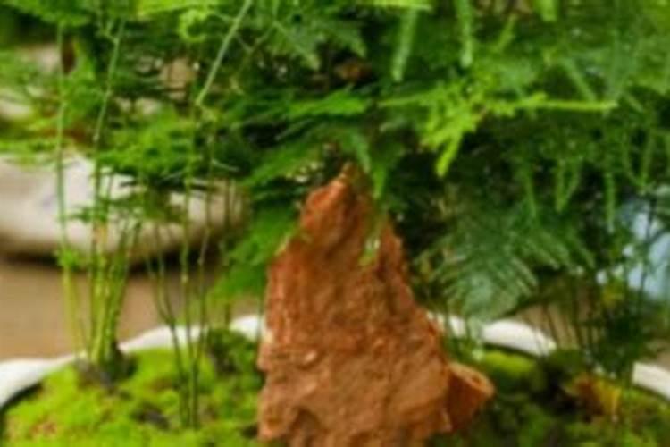 废花生油可以浇花吗