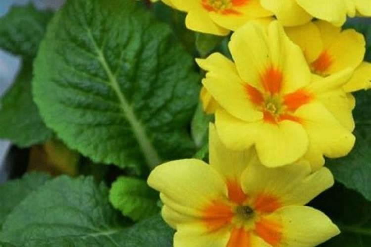 如何可以养好仙客来