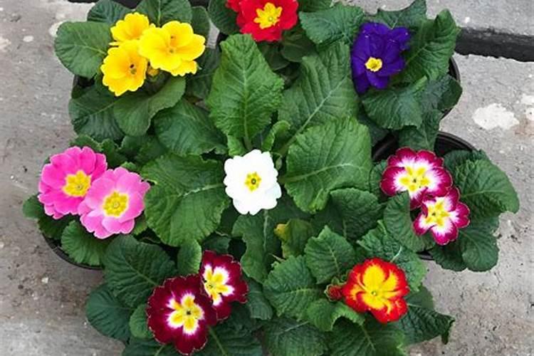 请问仙客来的球茎(也就是根)在花期结束后怎样保存？