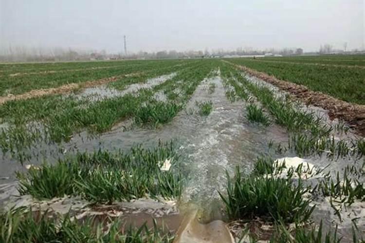 桔子裂果怎么办？桔子花期用什么肥料好？