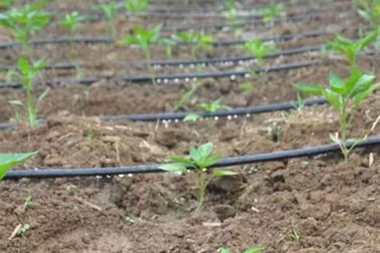 浇地后多少小时可以灌根