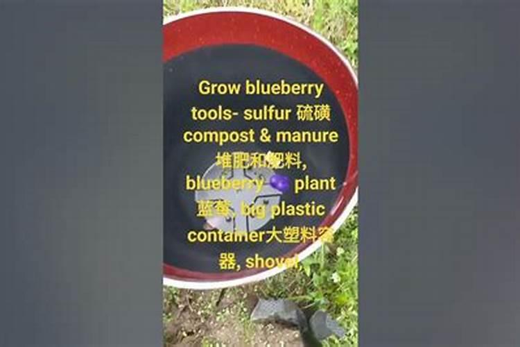 蓝莓叶子发黄发红,要怎么处理？