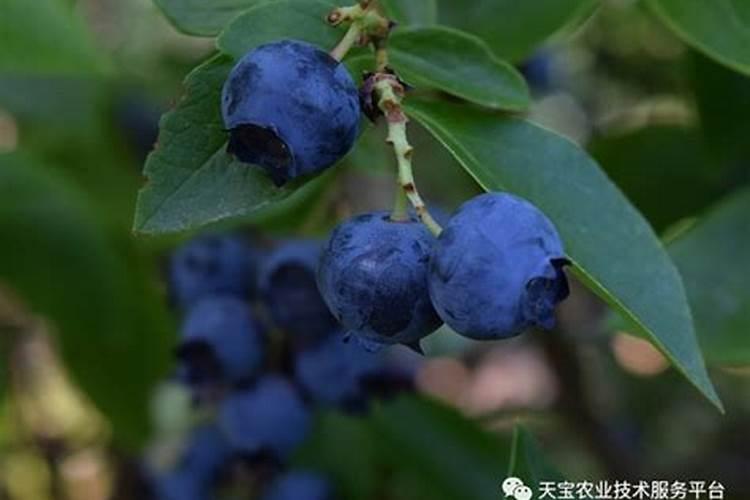 蓝莓十大最佳肥料
