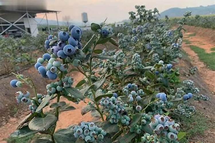 我想种植蓝莓,土地可以提前两个月施用硫磺粉吗